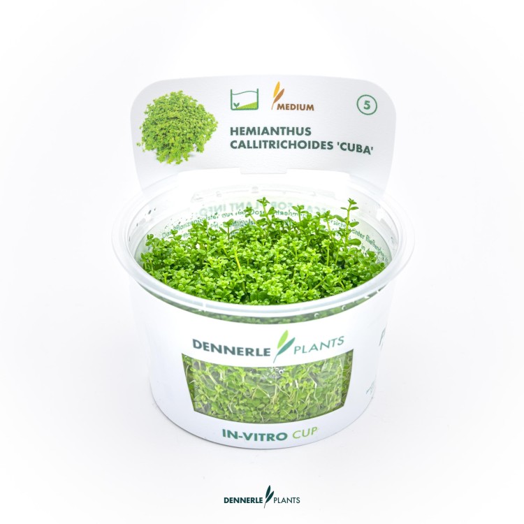 Dennerle Hemianthus callitrichoides Cuba In-Vitro - imagine 5